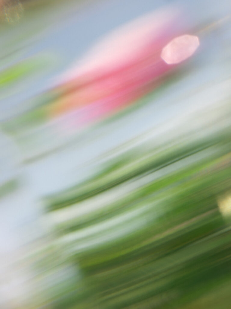 Henry Jacques – Harvest Roses