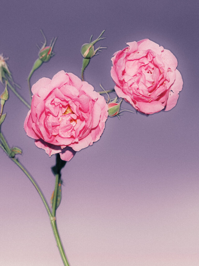 Henry Jacques – Harvest Roses