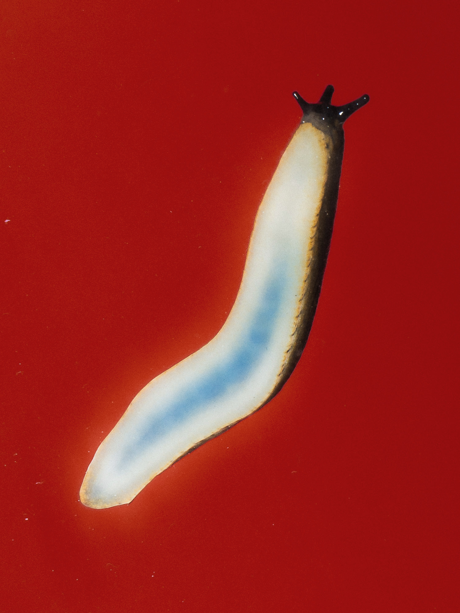 La limace