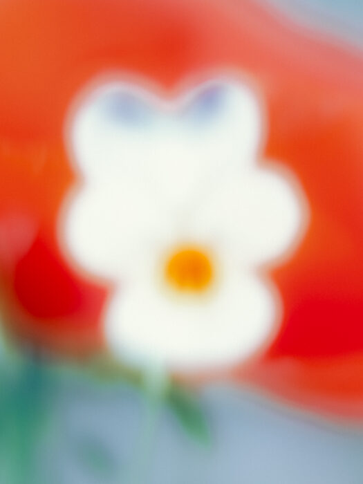 Etudes florales