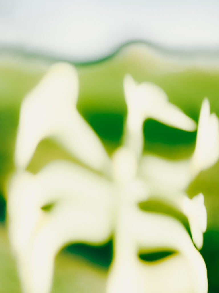 Etudes florales
