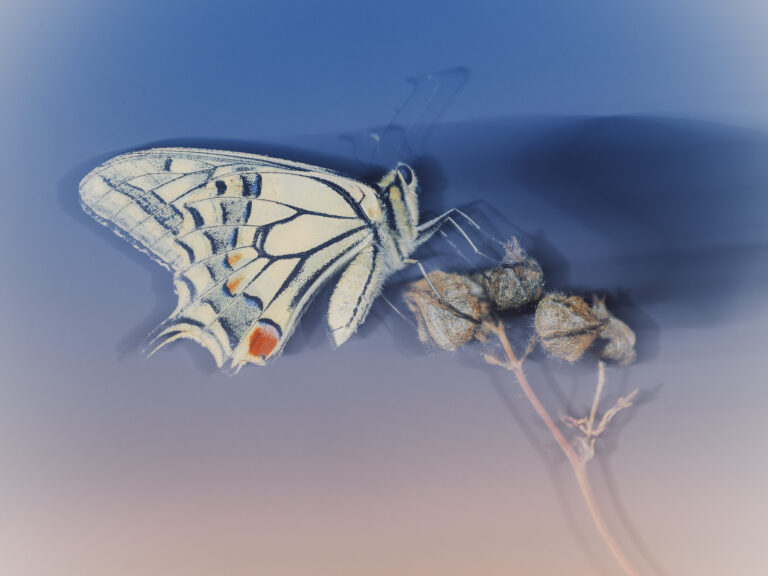 Les machaons dorment la nuit