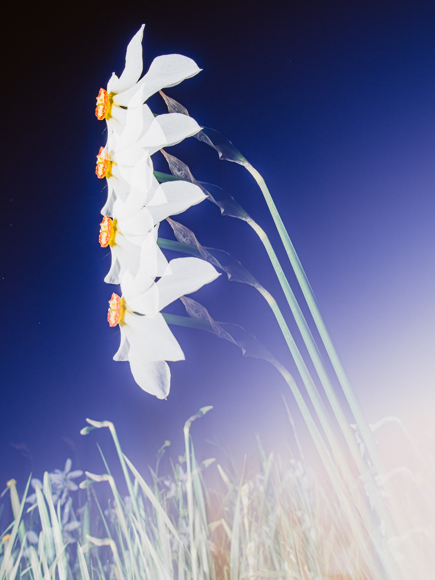 Narcisses
