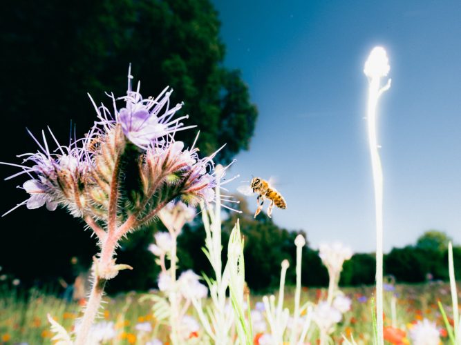 domaines-ott-etienne-francey-19-4769