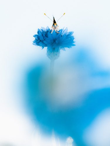 L'Officiel Roederer Collection