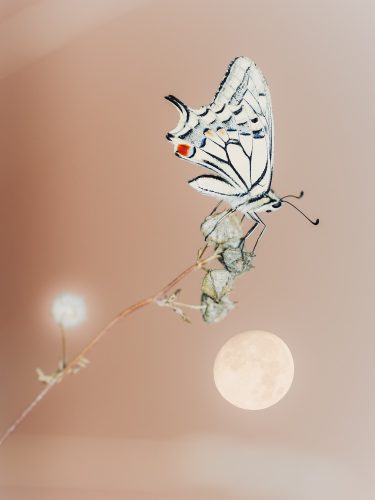 etienne-francey-1130-2