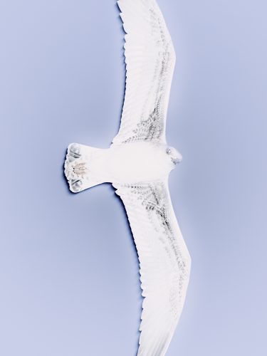 etienne-francey-6911-2