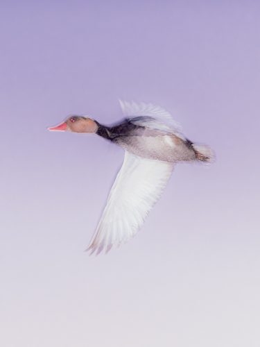 etienne-francey-6915