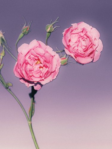 Henry Jacques – Harvest Roses