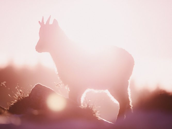 etienne-francey-8901-2