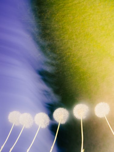 etude-florales-etienne-francey-20-0490