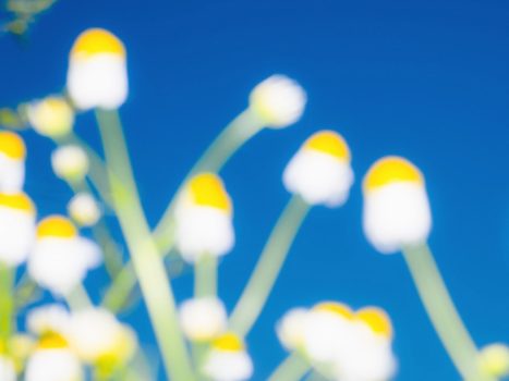 etude-florales-etienne-francey-22-8643