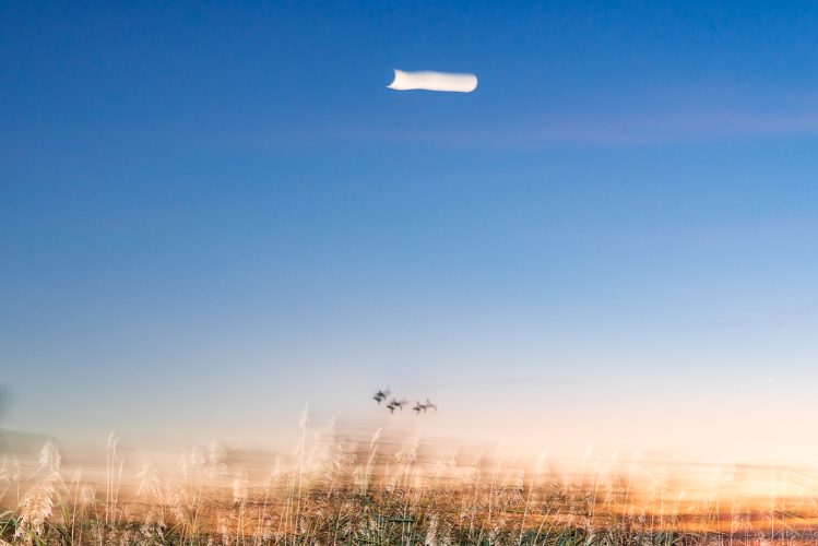 Vol de canards au crépuscule