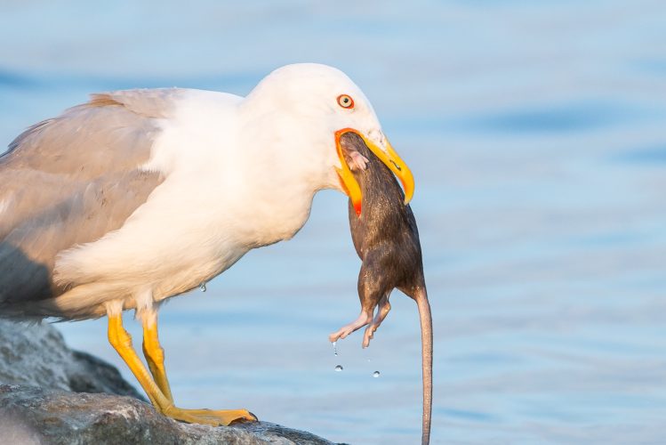 The meal of Gargantua